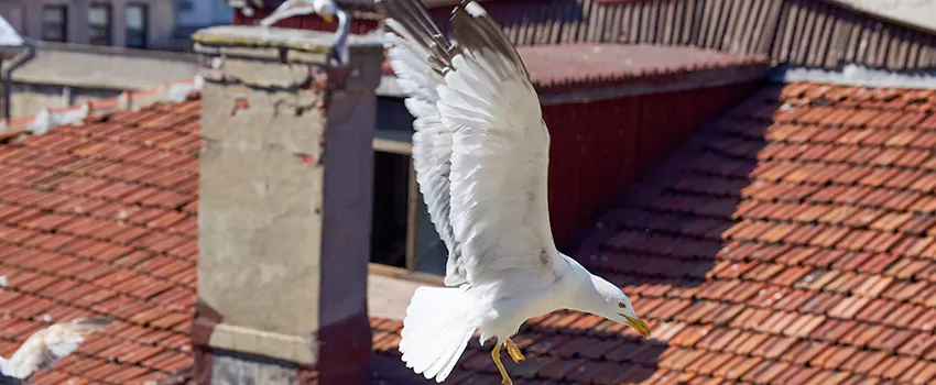 Residential Chimney Animal Removal Solution in Milledgeville, GA